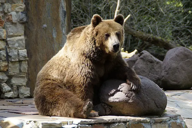 Sitzender Grizzly Bär