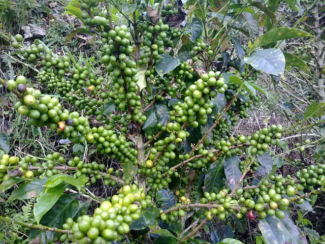 Arabica Kaffeepflanze noch grüne Arabice Kaffeebohnen auf einem Ast einer Kaffeepflanze.