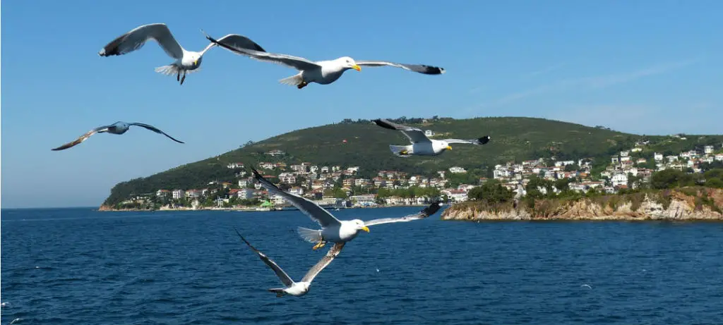 Vier Möwen sind vor einem Foto von zwei der Prinzeninseln zu sehen. Das dunkelblaue Wasser des Marmarameer ist do zu sehen.