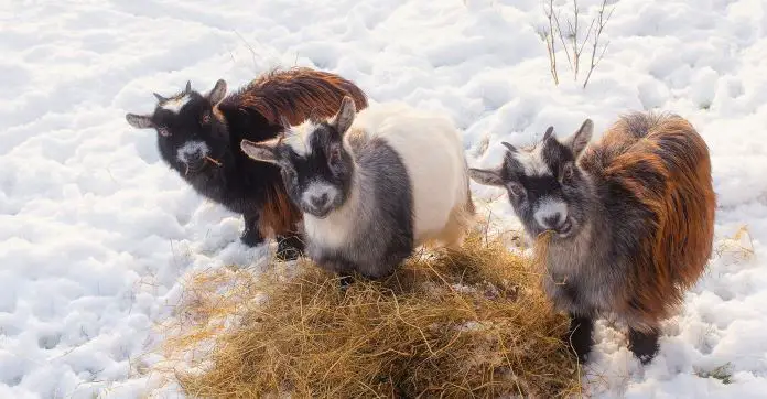 Zwei braune und eine weiße Ziege fressen Heu im Winter. 