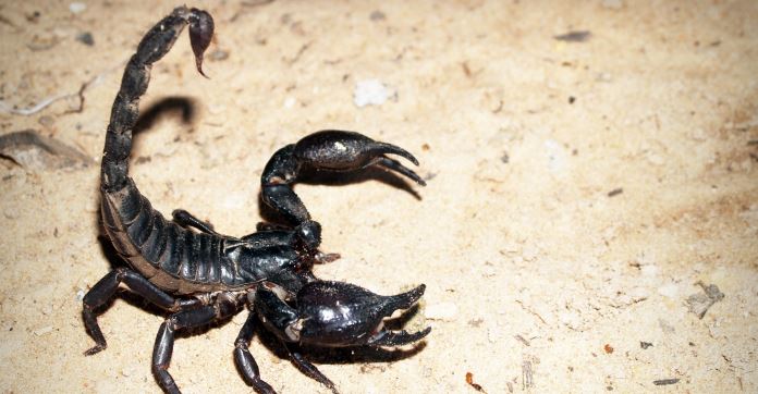Ein schwarzer Skorpion läuft auf einem Sandboden. Er hat seinen Stachel bedrohlich über den Körper gehoben.