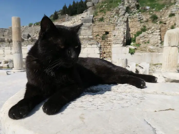 Eine schwarze Katze liegt auf einer Säule in den Ruinen von Ephesos, Türkei. 