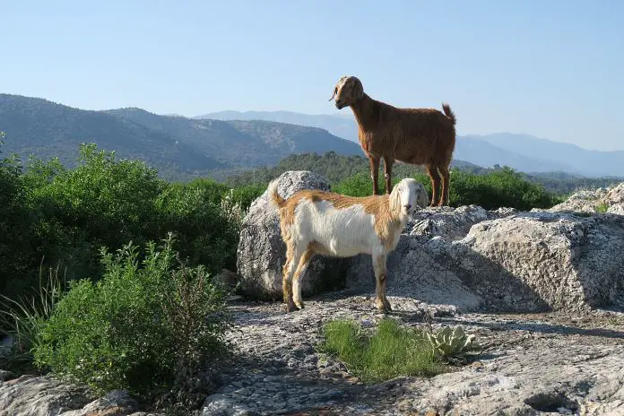 Zwei Ziegen stehen auf einem Stein in den Ruinen der antiken Stadt Xanthos. 