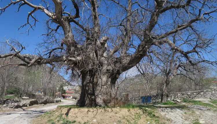 Der Stamm eines 2 Meter breiten Kastanienbaums in der Türkei. 