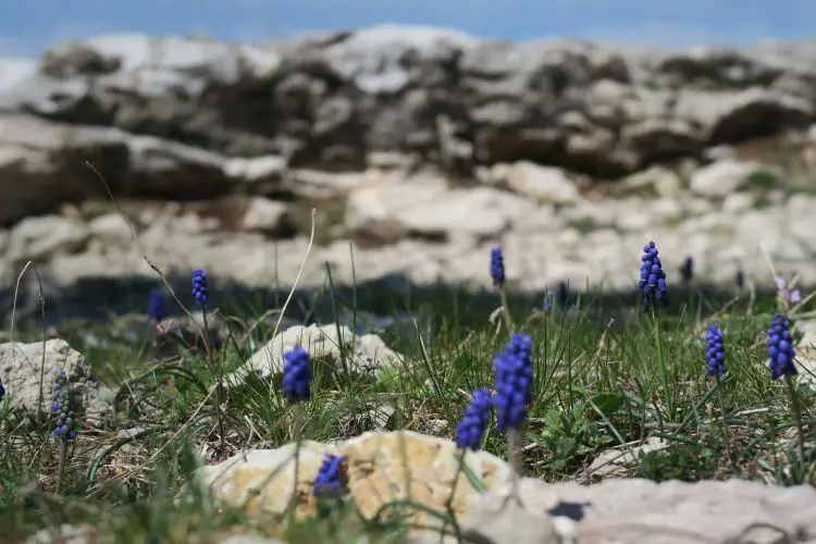 Die Nahaufnahme einer violetten Blume auf einem steinigen Feld im Taurusgebirge. 