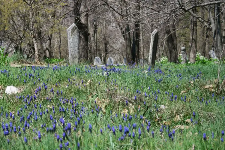 Die Grabsteine im osmanischen Friedhof von Ibradi. Es sind Steintafeln mit Namen zu sehen und violett blühende Blumen im Vordergrund. 