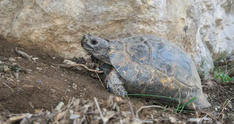 Die Nahaufnahme einer Schildkröte. 