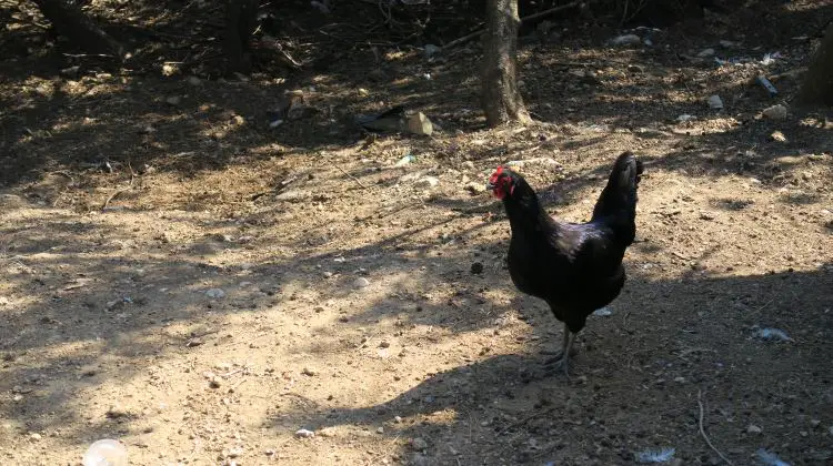 Ein schwarzer Hahn mit einem roten Kamm steht auf dem Erdboden im Yörük Nomaden Park in Kemer. 