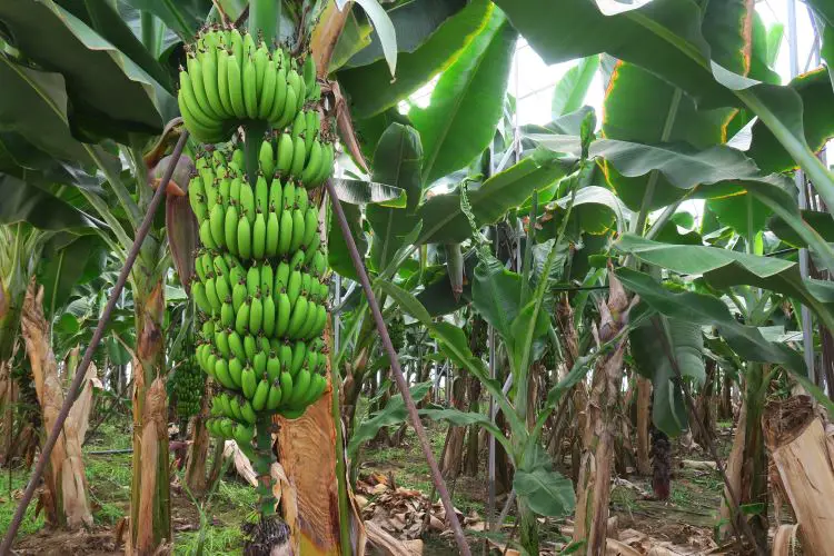 Bananenbaum mit noch grünen Bananen