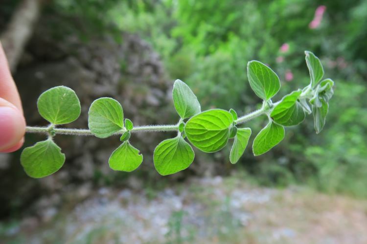 Halte einen Stängel mit frischem Oregano im Sapadere Canyon in meiner Hand. 