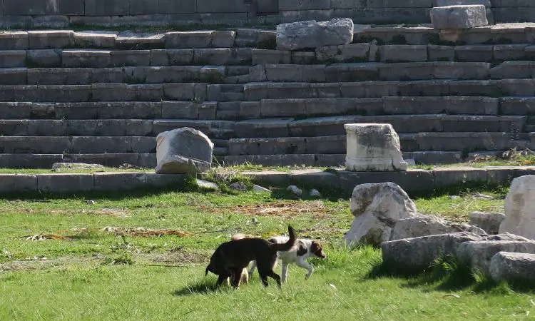 Zwei Hunde spielen vor den Ruinen des Römischen Theaters.