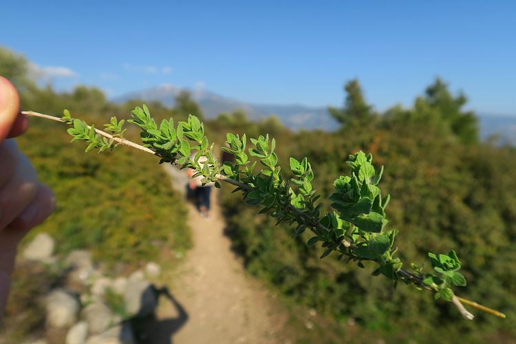 Frisch gepflückter, grüner Oregano in der Nahaufnahme mit dem verschwommenen Ruinen im Hintergrund.