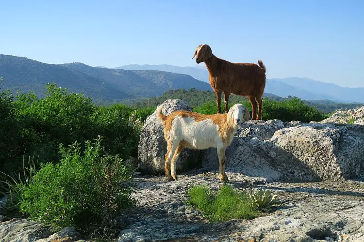 Eine braune und eine weiß-braune Ziege stehen auf einem Stein. 
