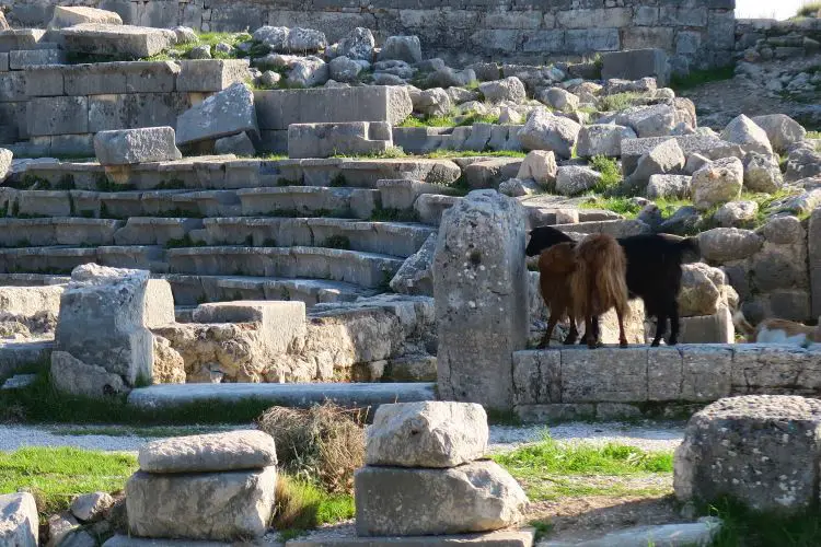 Zwei braune Ziegen grasen neben den Ruinen des Römischen Theaters. 