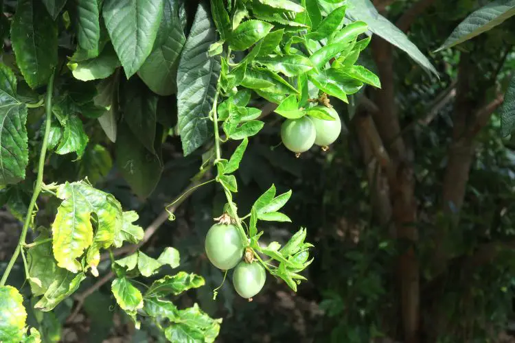 Unreife Avocados hängen an einem Baum in Alanya, Türkei. 