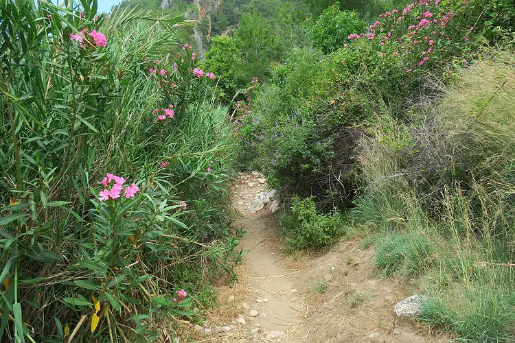 Ein schmaler Wanderweg führt durch ein Feld. 