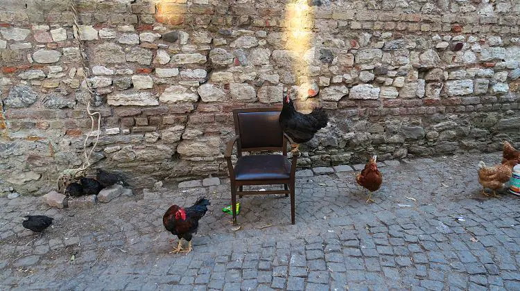 Freilaufende Hühner in Istanbul, Türkei. Eines sitzt auf einem Sessel. 