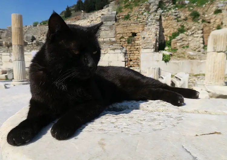 Schwarze Katze liegt auf einer Säule