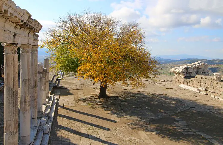 Das sonnige Wetter in Pergamin und ein Baum mit gelb-grünen Blättern. 