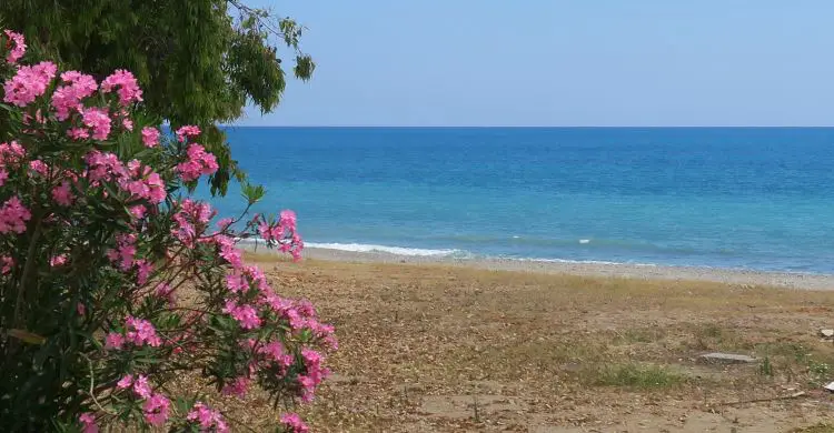 Strand und Meer mit rosafarbenen Blumen im Frühling.