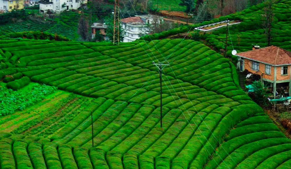 Teeplantage in Rize