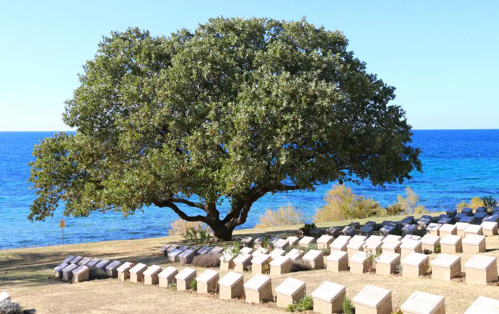 Soldatenfriedhof mit einem Baum und Ausblick auf das Meer