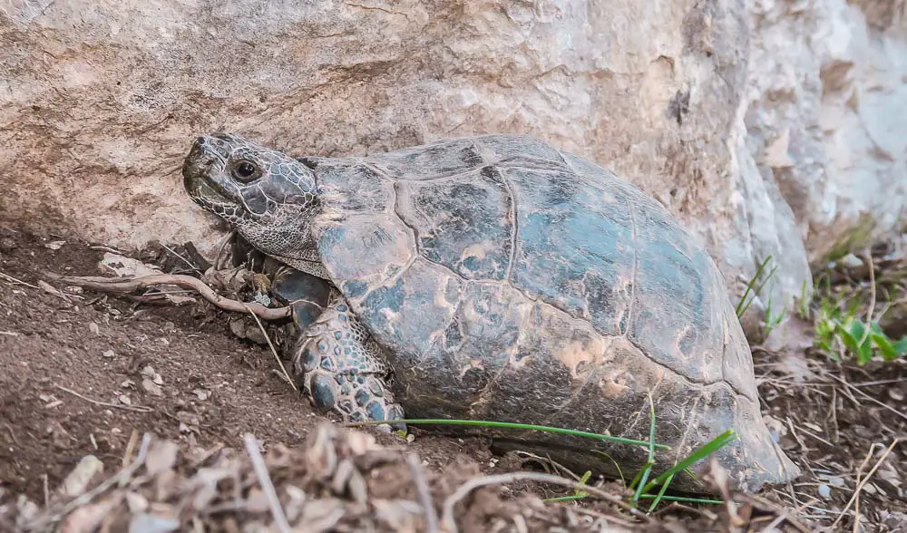 Eine grüne Landschildkröte nahe einem Felsen