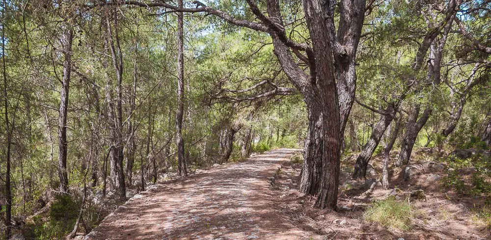 Gepflasterter Weg durch den Wald