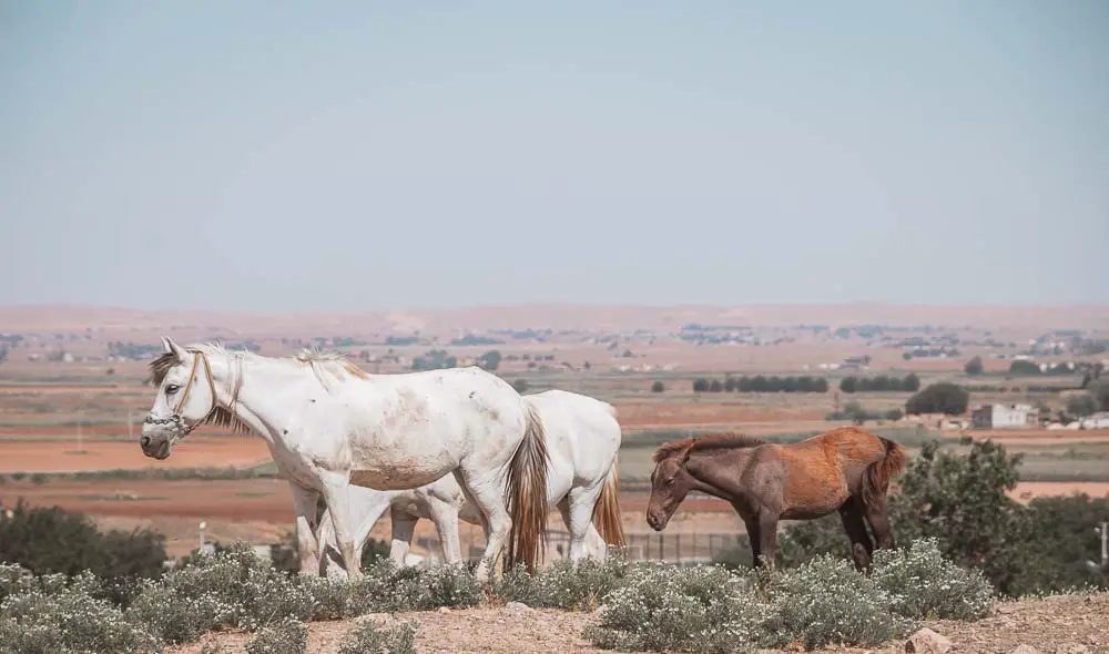 Zwei weiße Pferde und ein braunes Pferd mit dem Flachland in Harran im Hintergrund