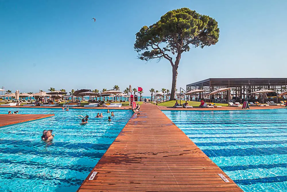 Palmen am Pool und Baum